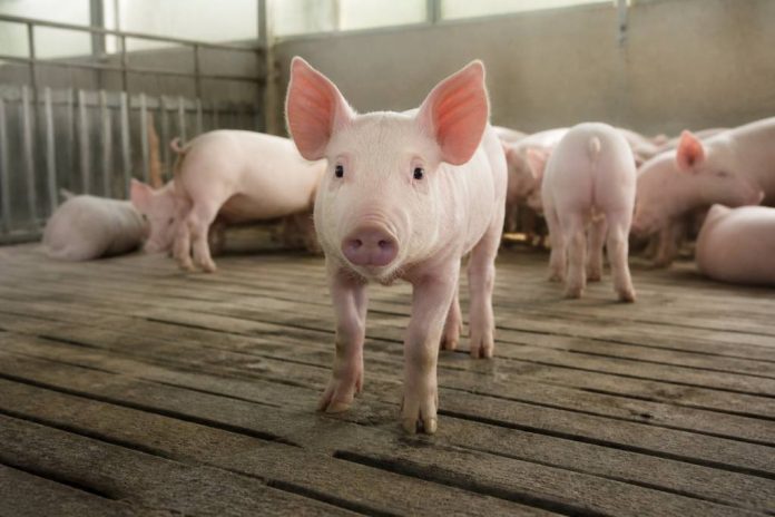 Porcs charcutiers : comment améliorer la rentabilité de l’élevage