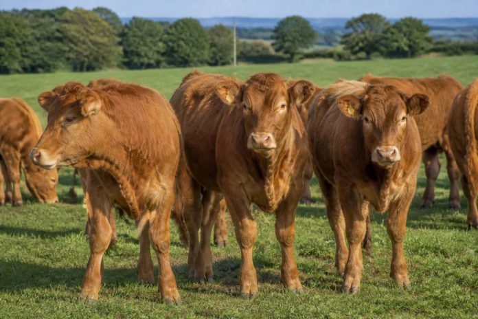 Broutard limousin prix : tendances et évolution du marché en 2026