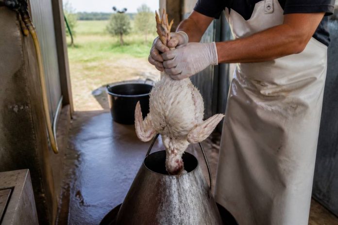 Abattage volaille à la ferme : règles, hygiène et bonnes pratiques