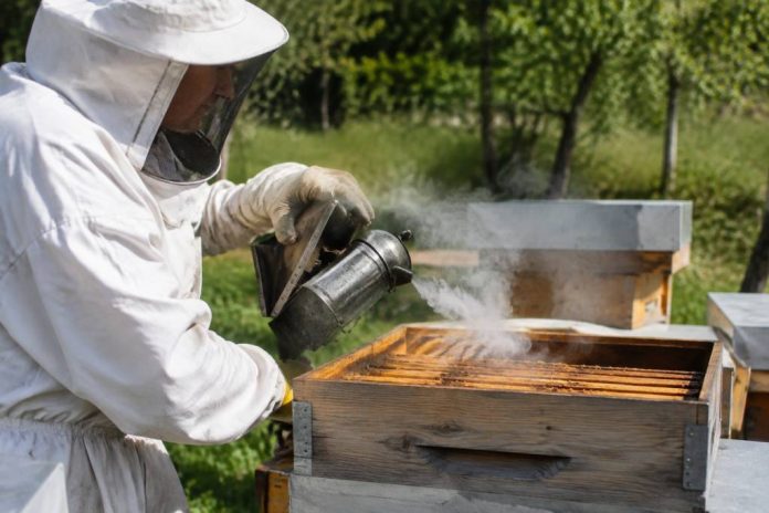 Varroa : traitement par sublimation à l'acide oxalique, méthode et précautions