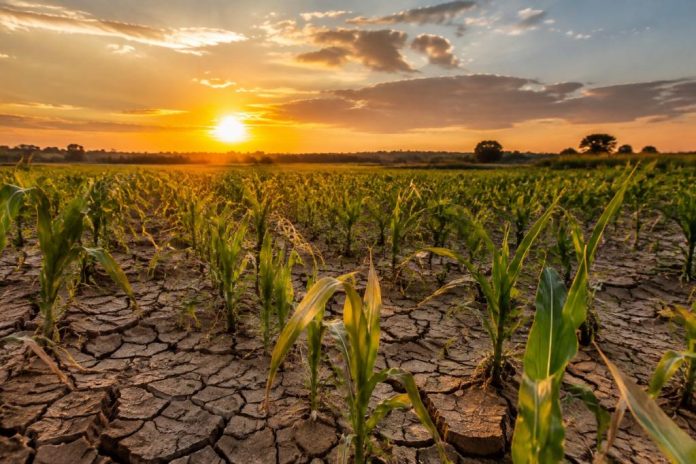 Les conséquences directes du réchauffement climatique sur l'agriculture : impacts et solutions